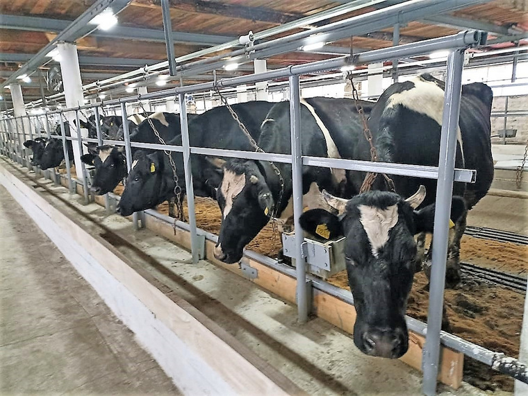 В компании агрохолдинга «Кургансемена» отремонтировали молочную ферму