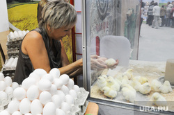Продукты. Санкции. Сельское хозяйство. Челябинск., куры, яйца, цыплята