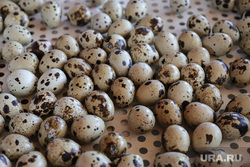 Из тюменских магазинов пропали перепелиные яйца