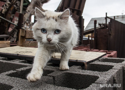 Клипарт. Челябинская область, кошка, бездомные животные