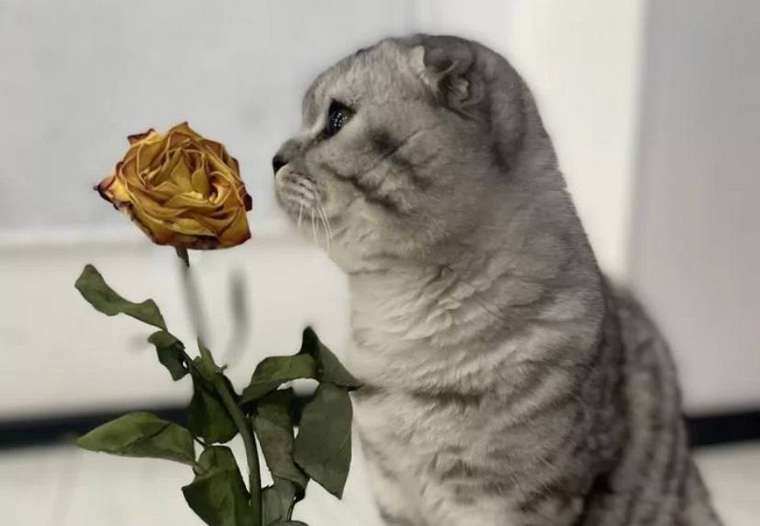 Жительница поселка Снежный продает кота-романтика за один миллиард рублей