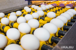 «Ведомости»: российские фермеры начали искать способ производить больше яиц