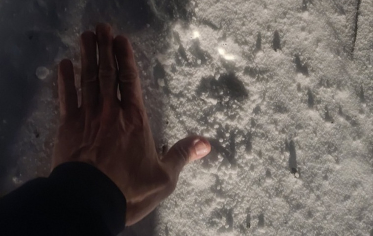 На снегу волк оставил следы размером почти с человеческую ладонь