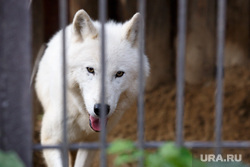 Курганского волка, загрызшего женщину, проверяют на вирус зомби-косуль