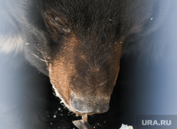 Медведи в Екатеринбургском зоопарке. Екатеринбург, гималайский медведь