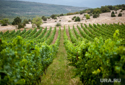 Винодельческое хозяйство Павла Швеца UPPA Winery. Республика Крым, село Родное, виноградник, uppa winery