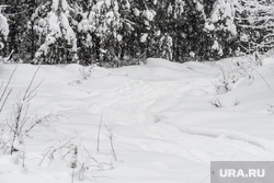 Пресс-тур в лесничество по заготовке новогодних елей. Свердловская область, Первоуральск, снег, зима, лес, тропа в снегу