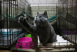 Приют животных. Екатеринбург, кошка, кот, питомец, приют животных