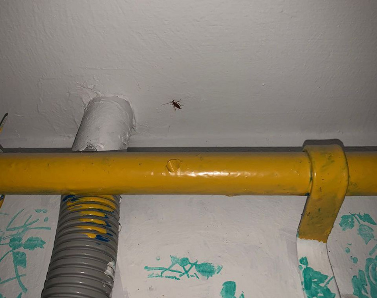 Тараканы в подъезде жилого дома, Новый Уренгой