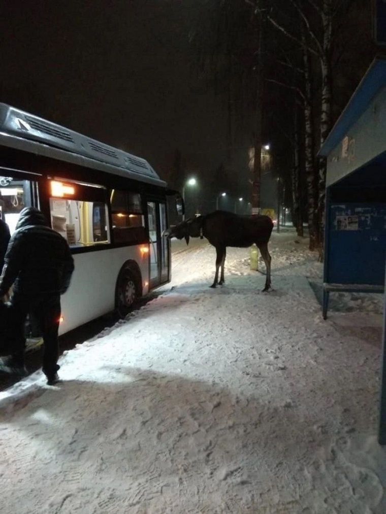 Лось попытался попасть в автобус в Пермском районе