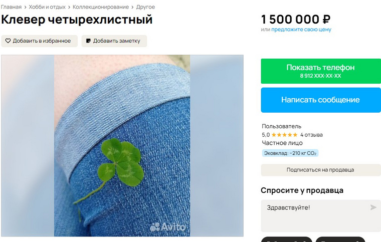 Жительница Ноябрьска продает четырехлистный клевер, который, по народному поверью, приносит удачу его владельцу.