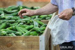 Торговая сеть «Метрополис». Курган, овощи, продукты, огурцы, корзина с продуктами, магазин