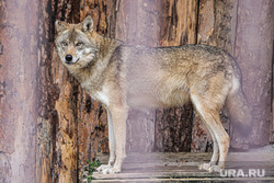 Курганский охотовед Федотов перечислил причины нападения волков на людей