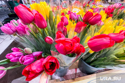 Где в Кургане купить недорогие тюльпаны к 8 марта. Инфографика