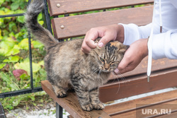Кунгур, Ледяная пещера. Пермь, кошка, кот, кота гладят