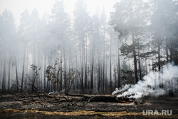 Рослесхоз раскритиковал ЯНАО за обнаружение природных пожаров