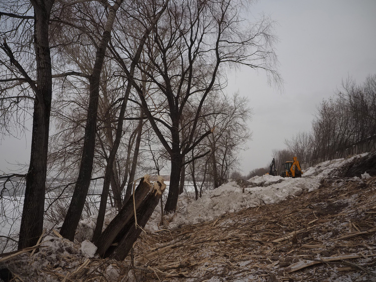 Рабочие сносят деревья на берегу Камы в Перми