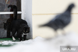 Виды Екатеринбурга, кошка, кот, котик, уличный кот, уличное животное, весна в городе