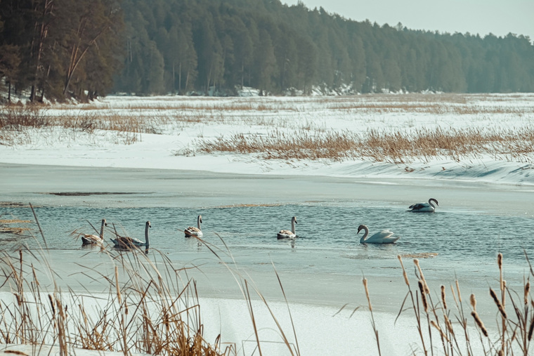 Лебеди на пруду в поселке Павловский Очерского округа