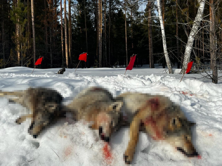В Курганской области отстреливают волков