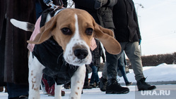 Несанкционированный митинг в поддержку оппозиционера. Екатеринбург, собаки, шествие, несанкционированная акция, домашнее животное