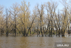 Паводок Затопленные дома Курган, паводок, деревья в воде, наводнение