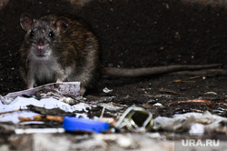 Жители Нефтеюганска жалуются на полчища крыс рядом с их домом: видео