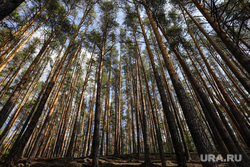 Природный парк Бажовские места. Екатеринбург, деревья, лес, бажовские места