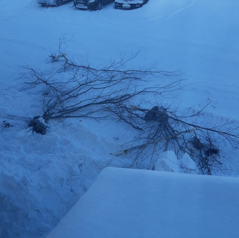 В Муравленко возле здания госучреждения выкопали молодые деревья