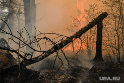 Лесные пожары, клипарт. Екатеринбург, лесной пожар, пожар в лесу, открытый огонь