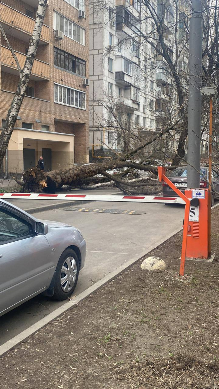 Из-за ветра обваливаются деревья