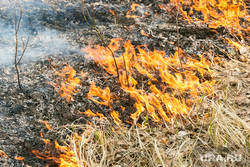 В Тюменской области начала гореть сухая трава. Фото