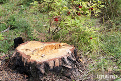 Вырубка леса КГСХА Курганская область, пень