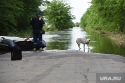 Паводок и наводнение после разрушения Каховской ГЭС в Херсонской области. Херсон, собака, затопление, пес, последствия, животные, паводок, наводнение, потоп, стихия, разлив
