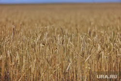 День Уральского поля. Курган, поле, пшеница, урожай, зерно, колосья, злак, день поля
