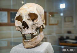 Клипарт. Магнитогорск, археологическая находка, череп человека
