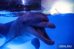 По словам Мака, дельфины ВС РФ предупреждают тренера, когда видят незнакомый объект под водой
