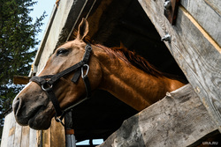 Ферма появилась в результате спасения лошадей с мясокомбинатов региона и соседних территорий