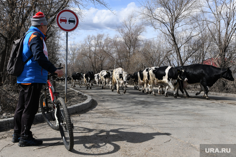 Перегон коров с молочной фермы ЗАО Глинки на возвышенность в связи с паводком, мкр Глинки. Курган