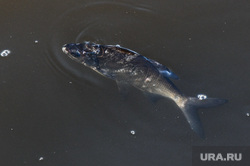 В челябинском озере из-за паводка погибла рыба