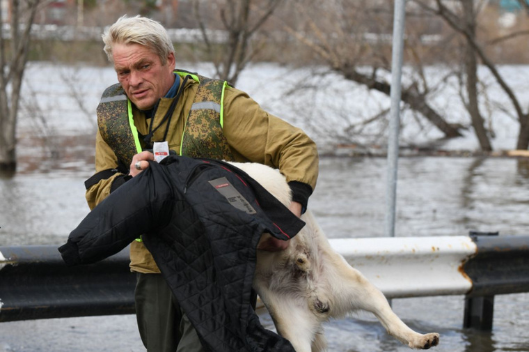 Спасатели стараются помочь и тем и другим животным, кого оставили люди