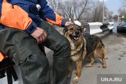 Эвакуация оставленных животных. Курган, собака, эвакуация, пес, спасатели