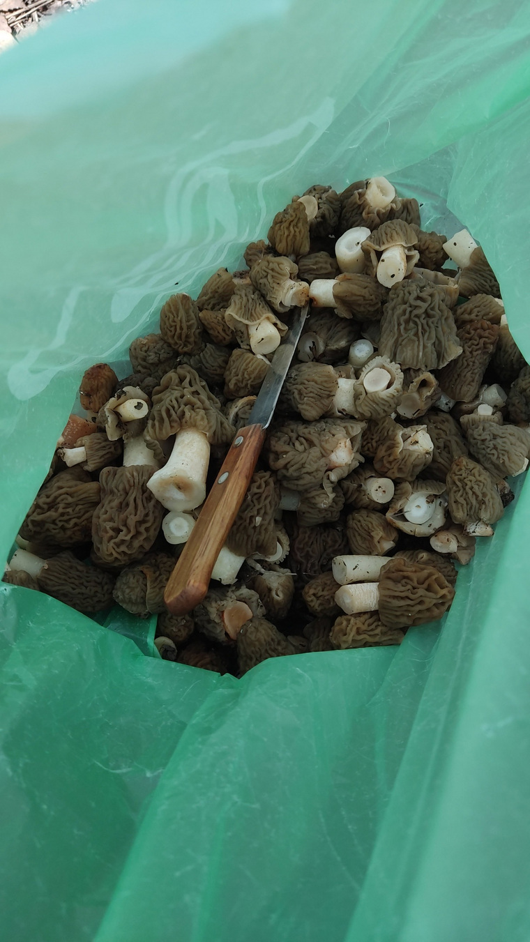 Со слов очевидцев, грибы они набрали в Сосновском районе