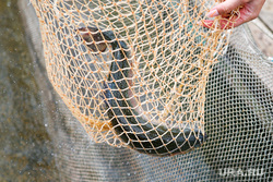 Сможет ли необычная для Кургана рыба, пришедшая с паводком, выжить в местных реках