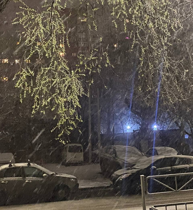 Снегом накрыло деревья и землю в Перми