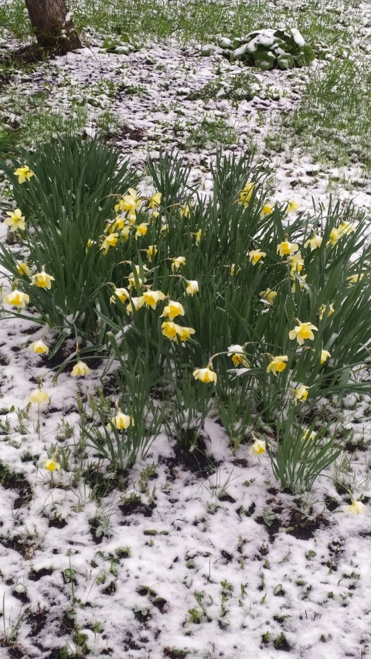 В Кунашаке нарциссы цветут на снегу