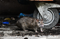Крысы на помойке. Екатеринбург, мусорка, вредители, помойка, крыса, грызуны