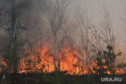 Рослесхоз: Курганская область не готова к пожарам