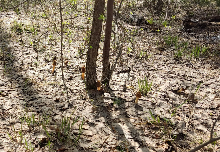 Весенние грибы хорошо видны на фоне прошлогодней листвы. Фото Любови Савичевой