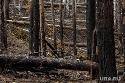 Плотина на реке Чусовой. Свердловская область, Дегтярск, лес, последствия  пожара